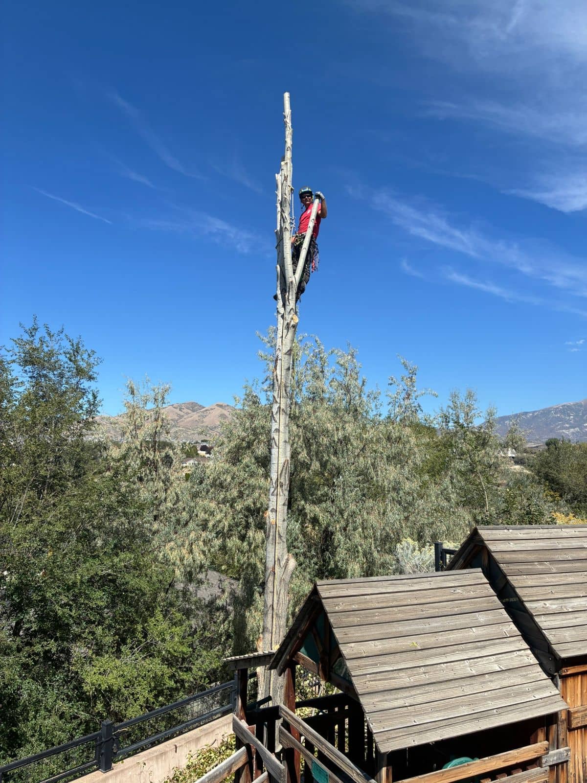 Climber at the top of a stripped tree trunk above a backyard playset