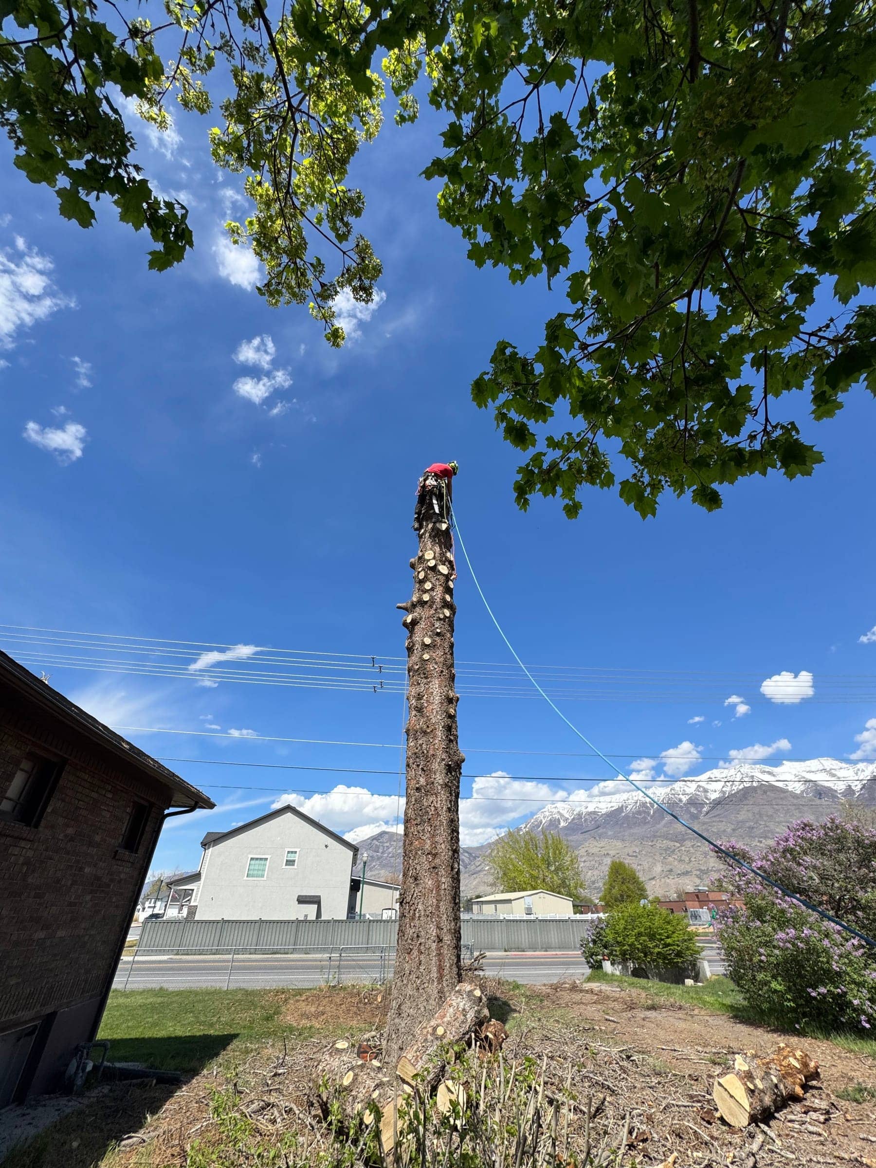 Climber at the top of a tall stripped trunk, with snow on the mountains behind